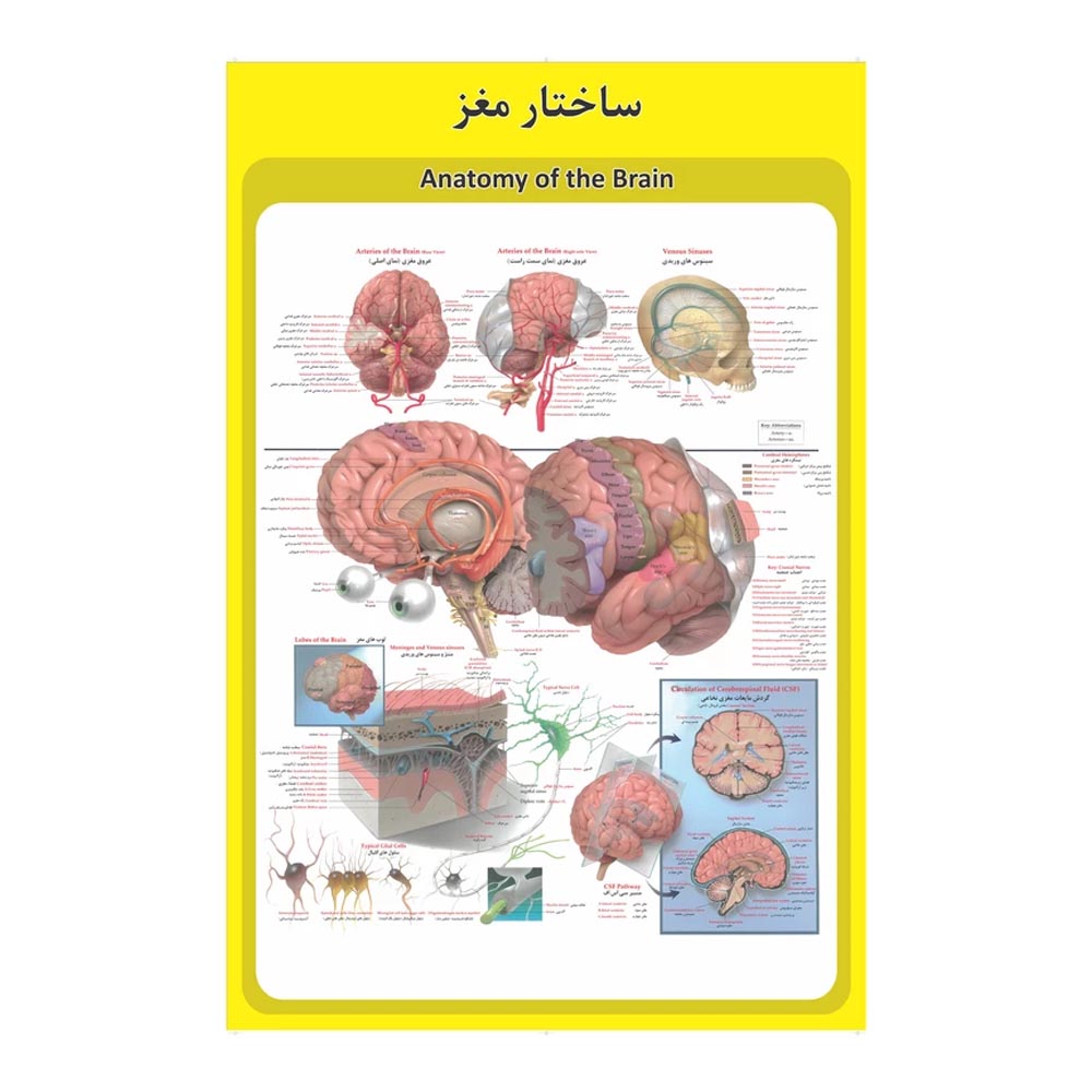 پوستر آموزشی ساختار آناتومی مغز