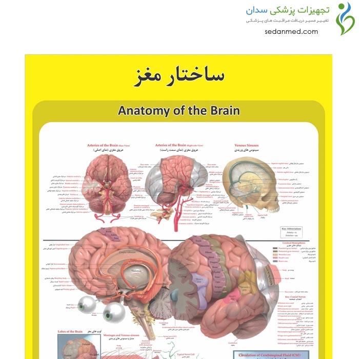 پوستر آموزشی ساختار آناتومی مغز