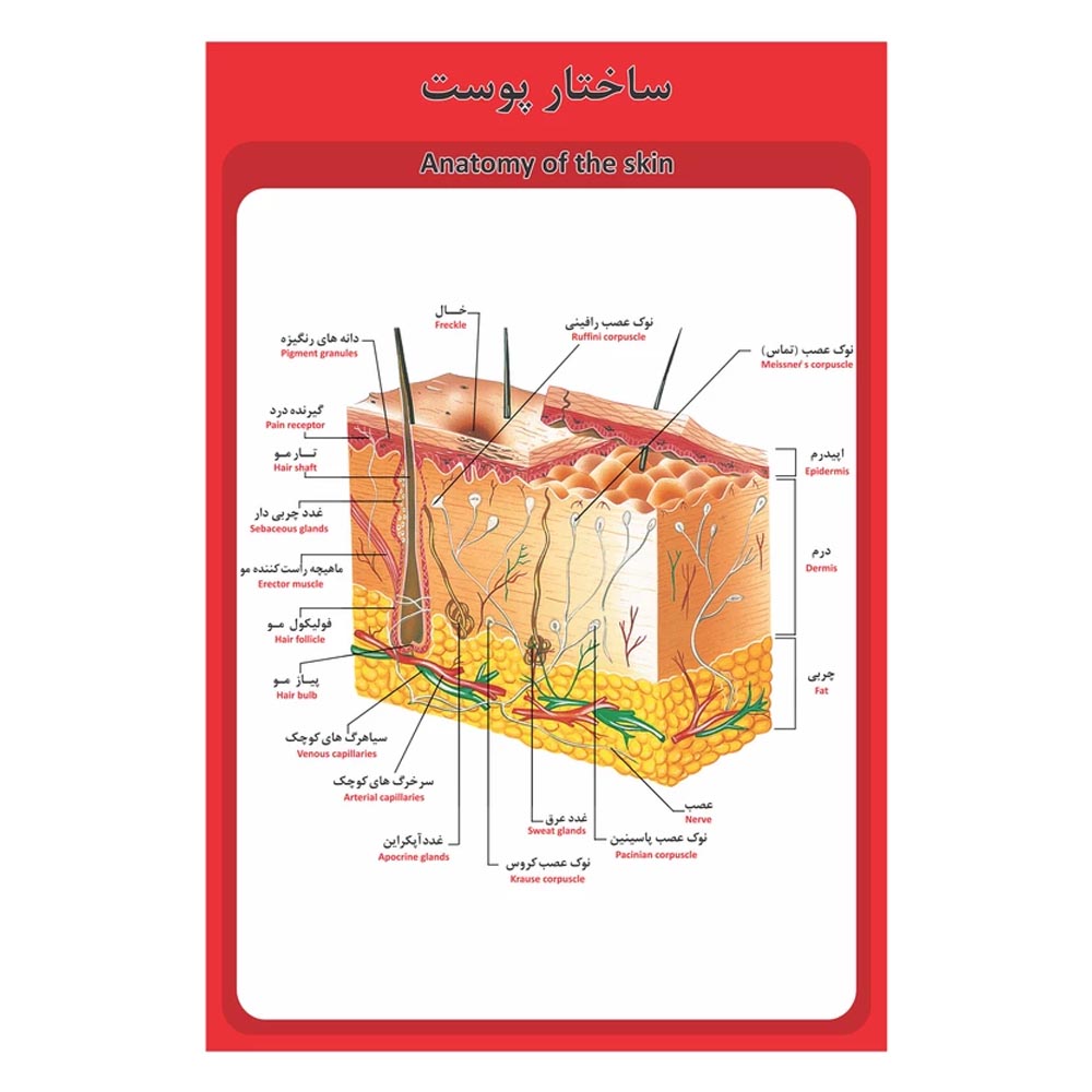 پوستر آموزشی ساختار آناتومی پوست