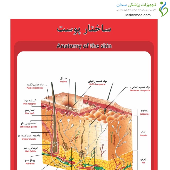 پوستر آموزشی ساختار آناتومی پوست