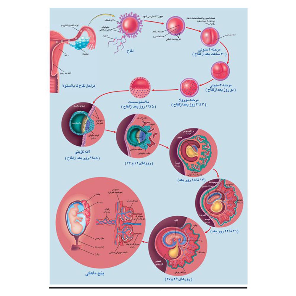 پوستر آموزشی مراحل رشد و نمو جنین