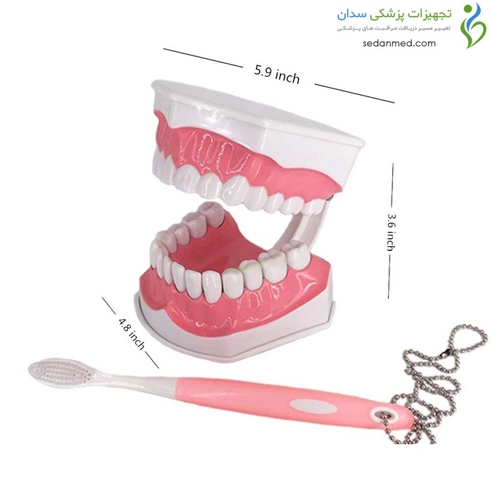 مولاژ آموزش مسواک با دندان های جدا شونده
