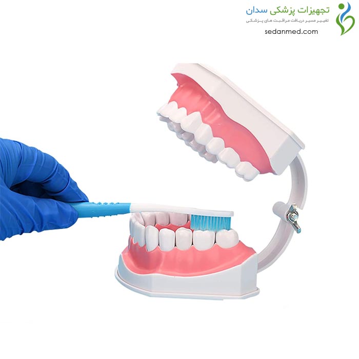 مولاژ آموزش مسواک با دندان های جدا شونده