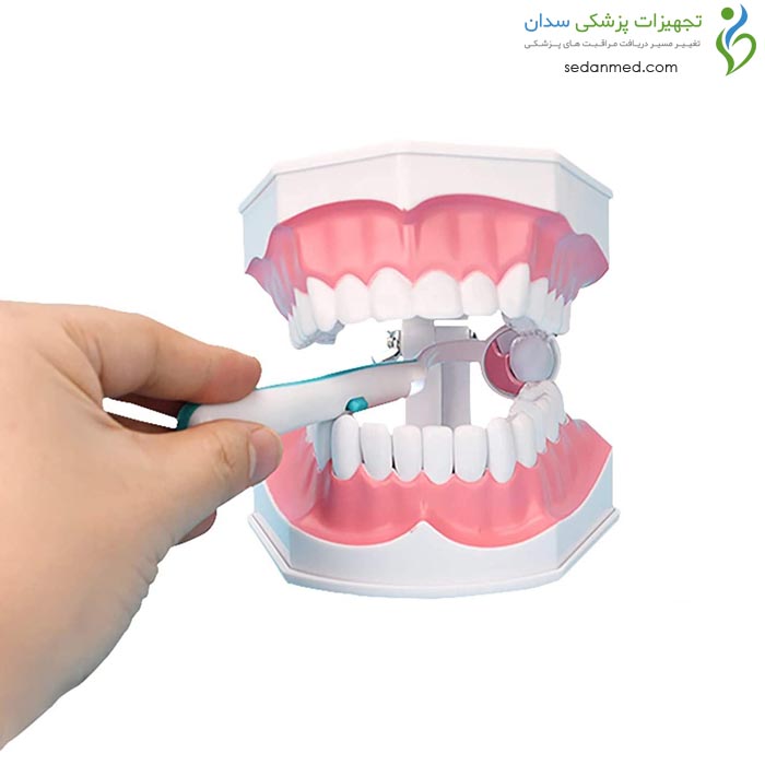 مولاژ آموزش مسواک با دندان های جدا شونده