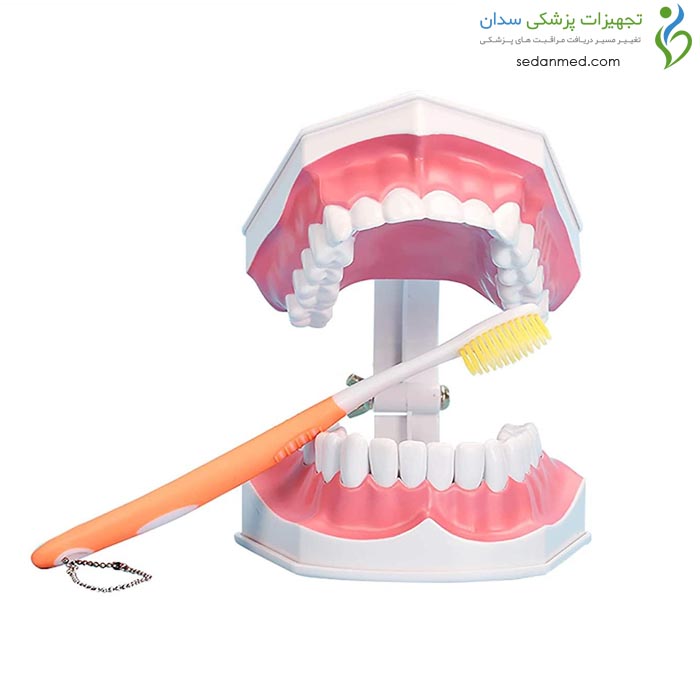 مولاژ آموزش مسواک با دندان های جدا شونده