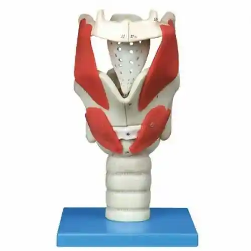 مولاژ حنجره