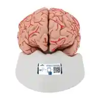 مولاژ مغز و اعصاب