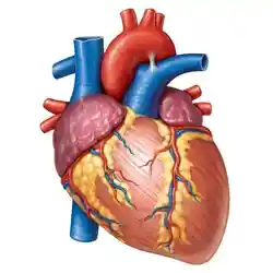 مولاژ قلب و عروق