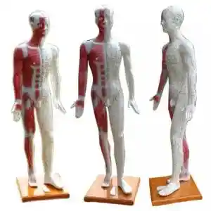 مولاژ و ماکت آناتومی طب سوزنی