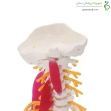 مولاژ اسکلت مهره گردن