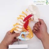 مولاژ اسکلت مهره گردن