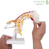 مولاژ اسکلت مهره گردن