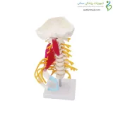 مولاژ اسکلت مهره گردن