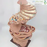 مولاژ برش عرضی بدن