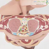 مولاژ برش عرضی بدن