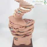 مولاژ برش عرضی بدن