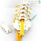 مولاژ اسکلت مهره های تحتانی