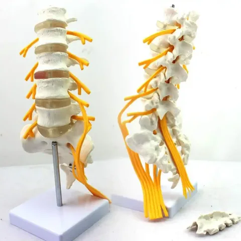 مولاژ اسکلت مهره های تحتانی