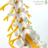 مولاژ اسکلت مهره های تحتانی
