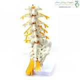 مولاژ اسکلت مهره های تحتانی