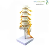 مولاژ اسکلت مهره های تحتانی