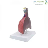 مولاژ دستگاه تنفس مقایسه ای