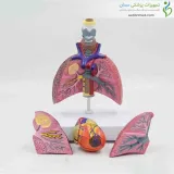 مولاژ دستگاه تنفس مقایسه ای