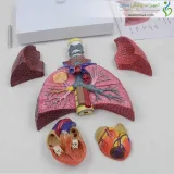 مولاژ دستگاه تنفس مقایسه ای