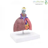 مولاژ دستگاه تنفس مقایسه ای