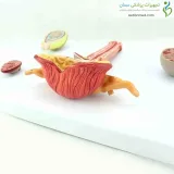 مولاژ دستگاه تناسلی مردانه