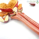 مولاژ دستگاه تناسلی مردانه