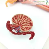 مولاژ دستگاه تناسلی مردانه
