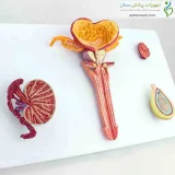 مولاژ دستگاه تناسلی مردانه