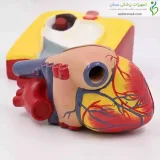 مولاژ قلب انسان با پایه نگهدارنده