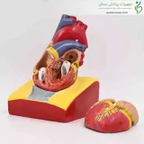 مولاژ قلب انسان با پایه نگهدارنده