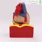 مولاژ قلب انسان با پایه نگهدارنده