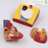 مولاژ قلب انسان با پایه نگهدارنده