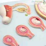 مولاژ مراحل جنینی انسان دیواری