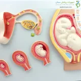 مولاژ مراحل جنینی انسان دیواری