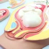 مولاژ مراحل جنینی انسان دیواری