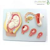 مولاژ مراحل جنینی انسان دیواری