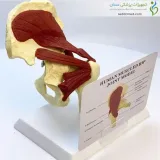 مولاژ عضلات مفصل لگن با استخوان ران
