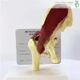 مولاژ عضلات مفصل لگن با استخوان ران