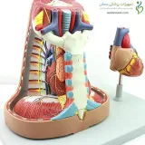 مولاژ حفره قلب شش قسمتی کد ۰۴۸۰