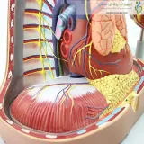 مولاژ حفره قلب شش قسمتی کد ۰۴۸۰