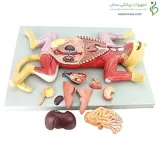 مولاژ آناتومی گربه کد ۰۸۲۶