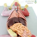 مولاژ آناتومی گربه کد ۰۸۲۶