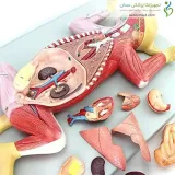 مولاژ آناتومی گربه کد ۰۸۲۶