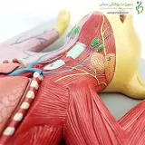 مولاژ آناتومی گربه کد ۰۸۲۶