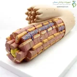 مولاژ میوکارد ماهیچه قلب کد ۰۳۳۹